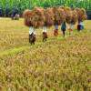 Expected paddy harvest dropped by 5 million metric tonnes this year: Minister