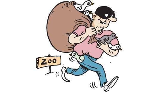 32 Pigeons handed over to Dehiwala Zoo for safekeeping stolen
