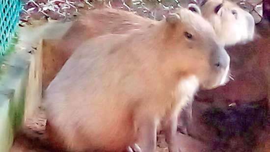 Capybaras arrive at  Dehiwela Zoo