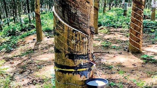 Sri Lanka’s rubber industry at crossroads amid economic and structural stress