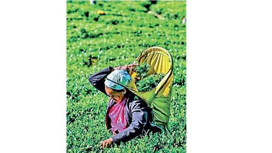 Colombo tea auction sees improved quantities this week