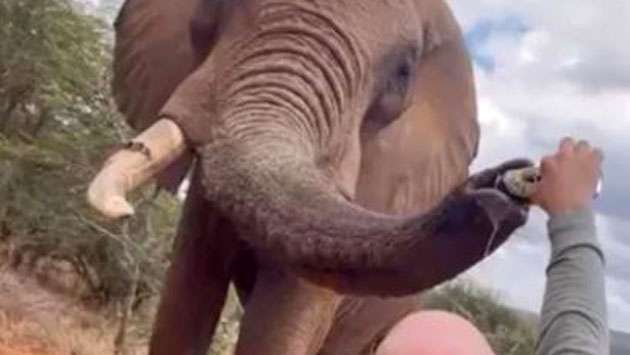 Tourist pouring beer down elephant’s trunk in Kenya sparks anger