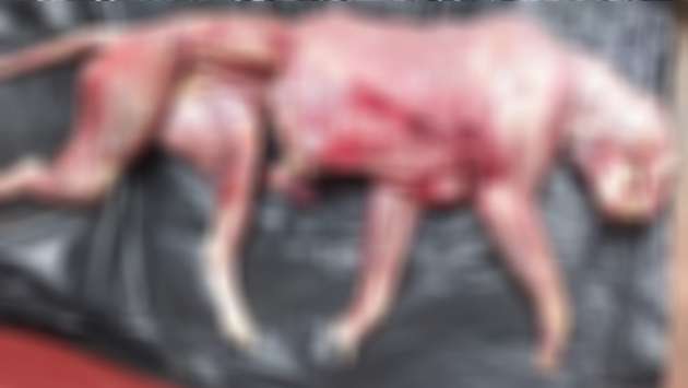 Skinned leopard carcass found at Maduru Oya National Park