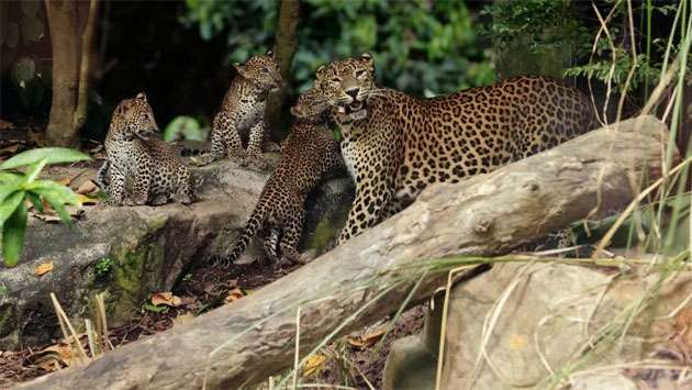 Singapore Zoo’s first Sri Lankan leopard cubs make their public debut