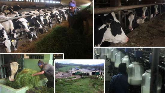 Local dairy production resume