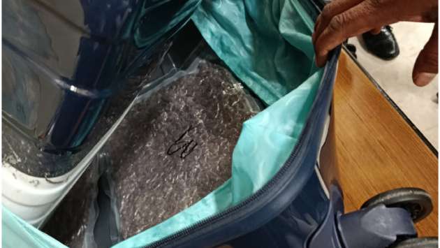 Five men smuggling Rs. 71 Mn worth Kush arrested at BIA