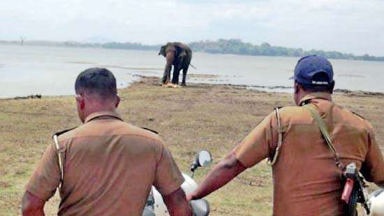 Another jumbo with gunshot injuries faces starvation