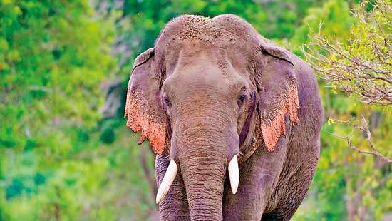 Need for trumpets to save the elephants