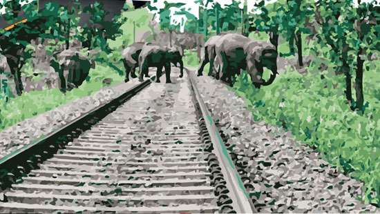 Court of Appeal Considers Petitions: Elephant-Train Collision cases  heard on World Environment Day