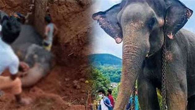 ’Madhu’ falls into ditch, dies