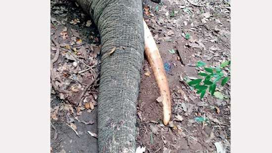 Another tusker found dead