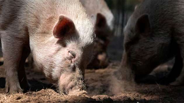 Bird flu detected in a pig for the first time in the U.S., raising concerns