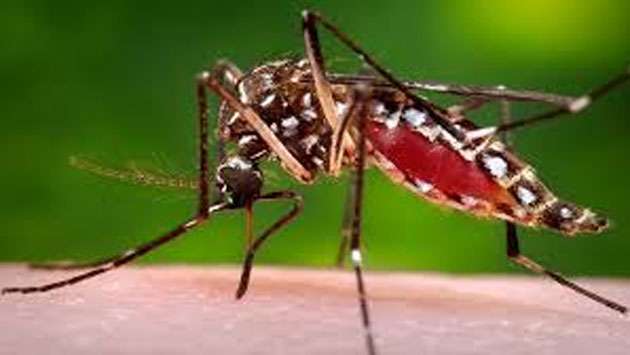 Dengue, Chikungunya threat rises with heavy rains: PHIs