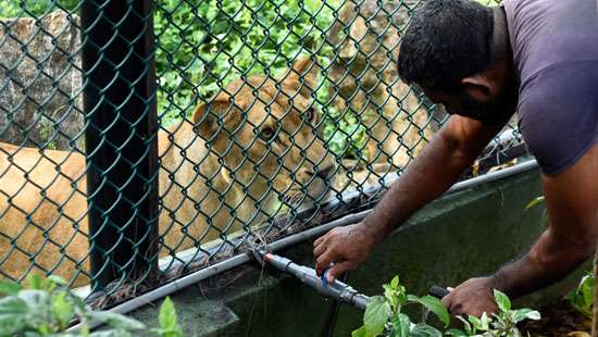 Becoming a ’zoo parent’ very easy