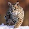 Bird flu kills 20 big cats at US animal sanctuary