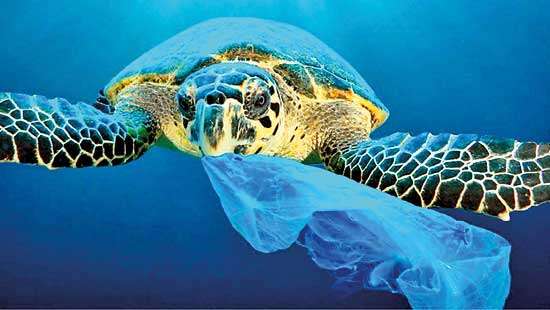 INSEE collaborates with PLEASE to reduce plastic pollution