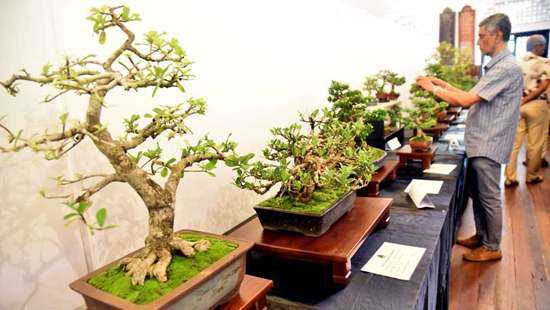 Bonsai plants exhibition