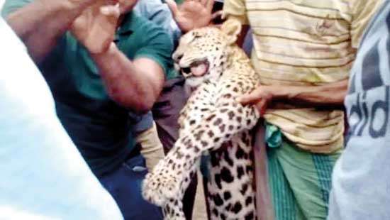 Calling for stricter protection to Save Leopards