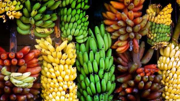 Over 500 kilos of bananas wasted daily at Thambuttegama Economic Centre