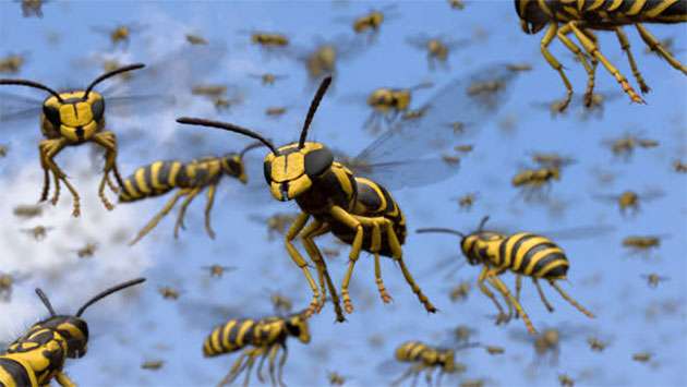 One dead, seven injured in wasp attack at Lindula tea estate