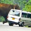 Five people injured after elephant attacks van