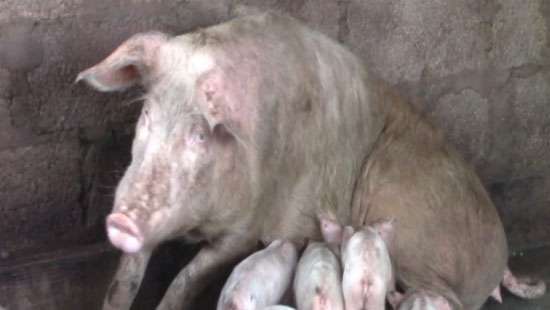 Over 1,000 pigs in livestock farms die