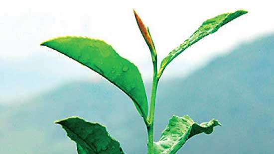 Tea auction sees prices ease amid lower demand