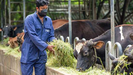 Over 2500 smallholder dairy farms in Nuwara Eliya District closed last year