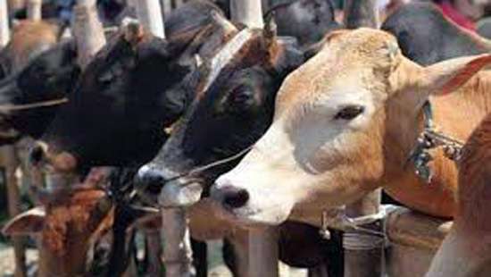 Govt. to ban cattle slaughter