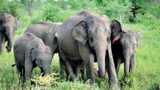 Hurulu Wewa Haven for elephants