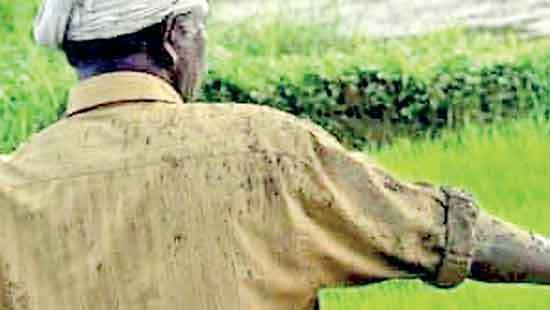 Helpless state authorities fail to control paddy prices