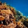 Marine heat waves: coral reefs in Sri Lankan waters risk die-offs