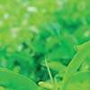 Tea exports dip in February
