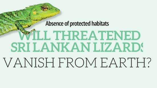 Absence of protected habitats Will threatened  Sri Lankan lizards  vanish from earth?