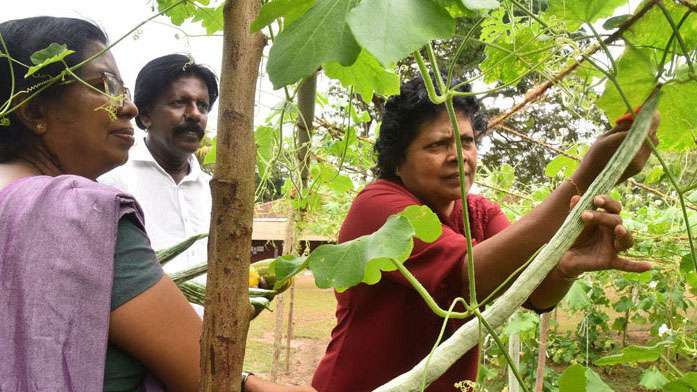 Vegetable harvest...