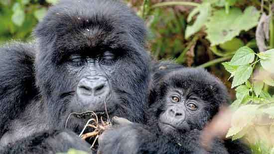 Come join us naming  gorilla babies