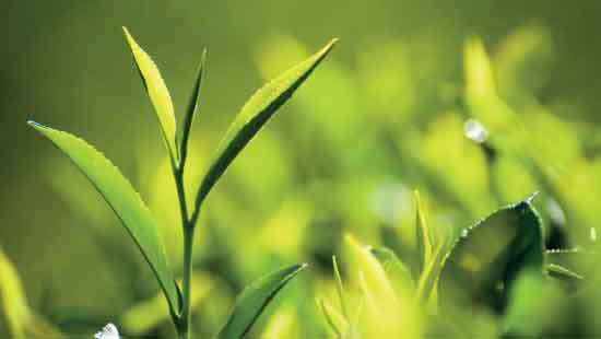 Tea prices close December higher but 2025 underperforms year-on-year