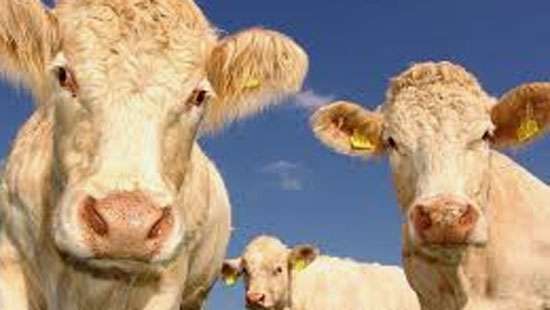 No health risks from cow measles: Expert