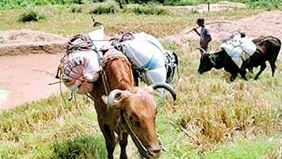 Farmers use pack bulls to transport produce