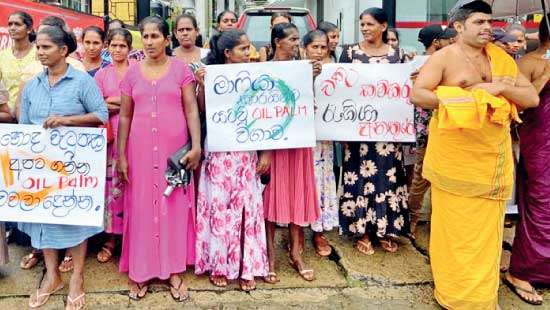 Protestors in Matugama demand immediate lifting of oil palm ban to secure plantation economy
