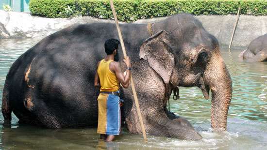 Bath for Perahera elephants