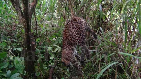 Another leopard trapped in snare dies