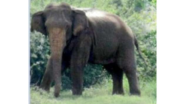 Wild elephant “Kandalame Hedakaraya” receives indigenous treatment