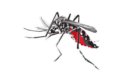 Unremitting rains raise  dengue threat