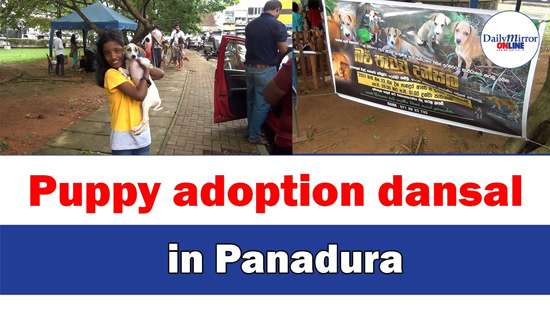 Puppy adoption dansalin Panadura