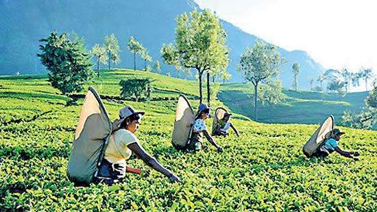 July tea exports down 6.2% YoY