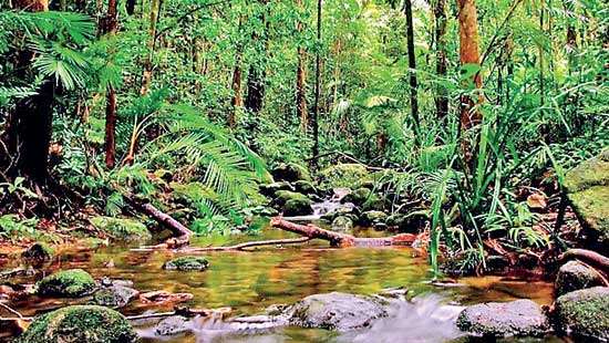 Forest bathing: A new niche market for Sri Lanka Tourism?