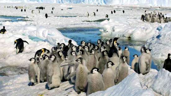 Thousands of penguin chicks killed by early sea ice break up