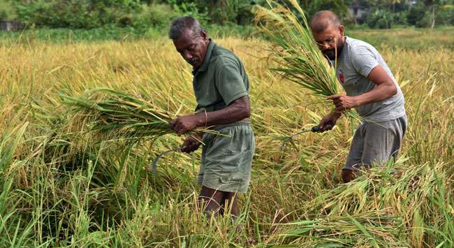 Paddy harvest...