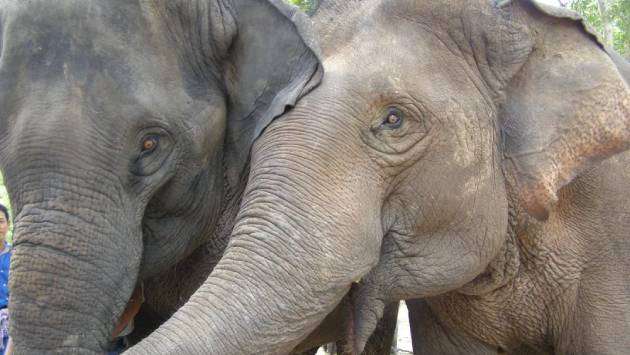 Dearth of domesticated elephants looms